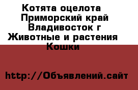 Котята оцелота. - Приморский край, Владивосток г. Животные и растения » Кошки   